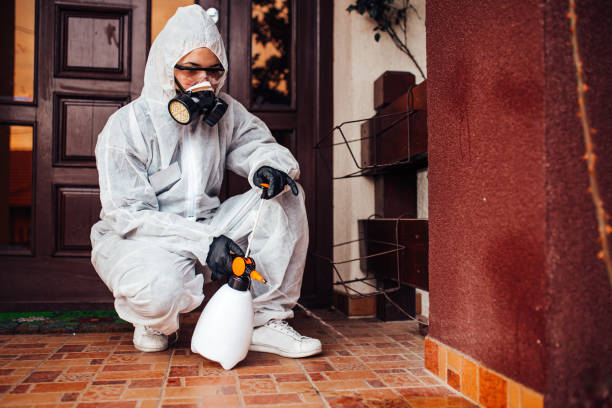 Attic and Crawl Space Rodent Treatment in North Conway
