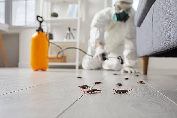 Commercial Rodent Management in North Conway